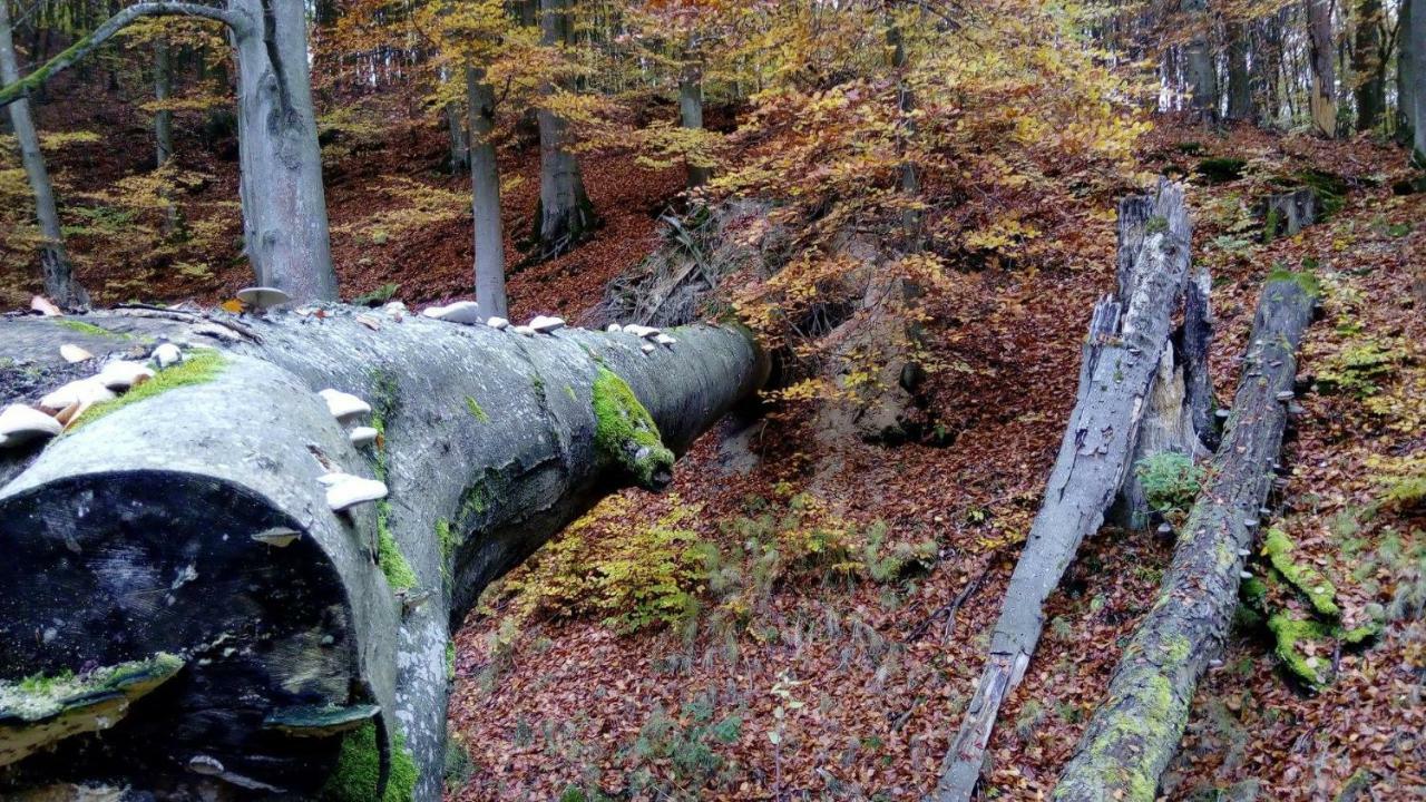 Czechyn Bobrowa Przystanヴィラ エクステリア 写真
